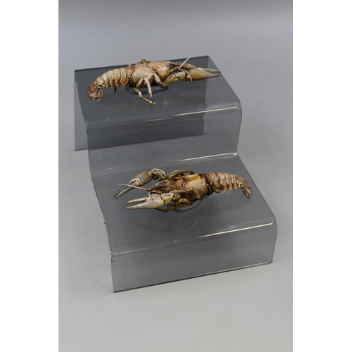 106 - Two Taxidermy Crayfish on Perspex Stand 6