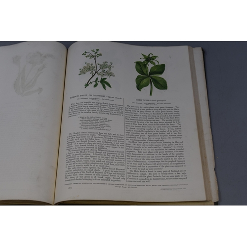 525 - Wild Flowers by Anne Pratt printed in 1953 containing original Hand painted Pictures of Flowers