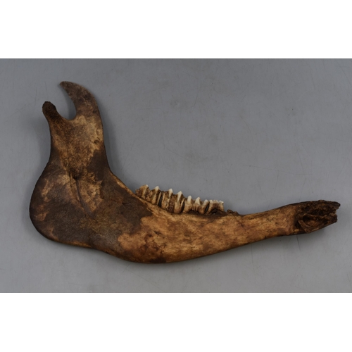 825 - A Cow Jaw Bone, Approx 14