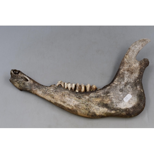 825 - A Cow Jaw Bone, Approx 14