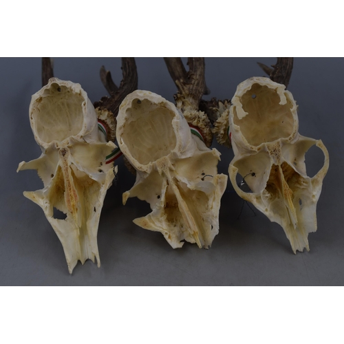 207 - Three Hungarian Roe deer skulls with Gold Silver & Bronze shooting medals with inscription 