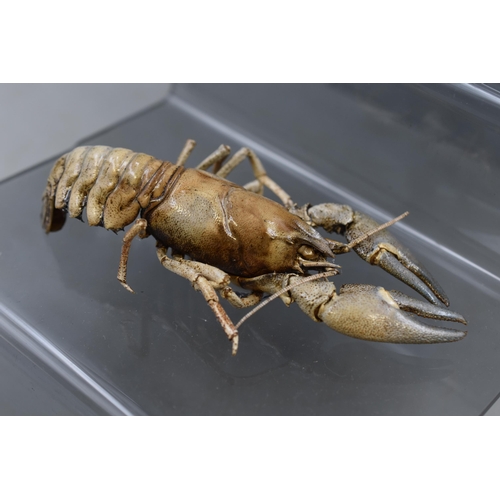 292 - Two Taxidermy Crayfish on Perspex Stand 6