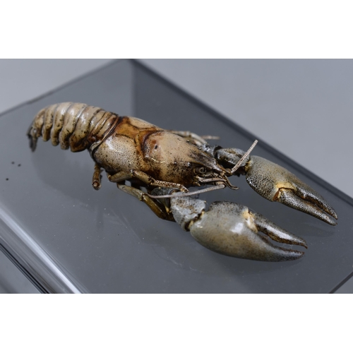 292 - Two Taxidermy Crayfish on Perspex Stand 6