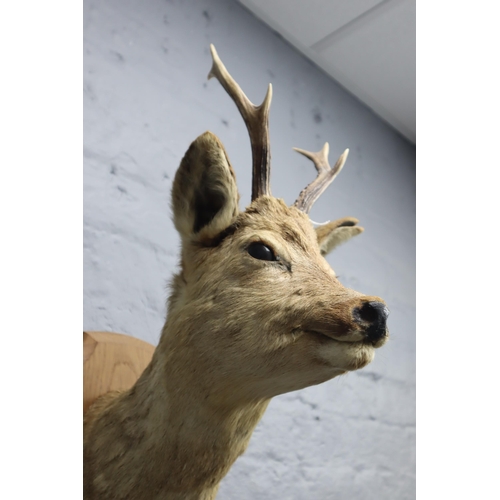 356 - Vintage Taxidermy Roe Deer Head on Wooden Shield