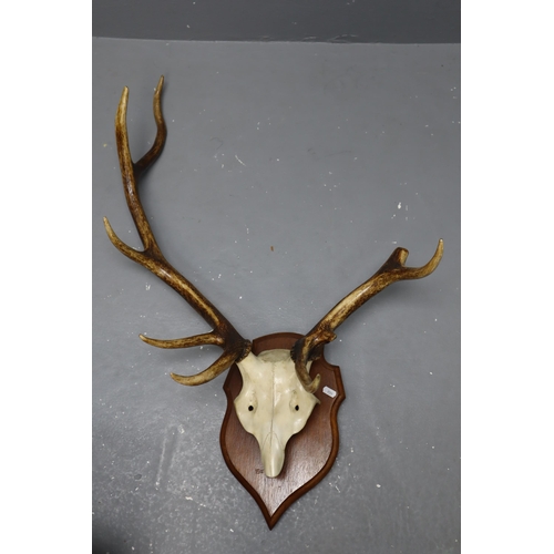 362 - Stag Head Antlers on Shield Wooden Mounting (35”)