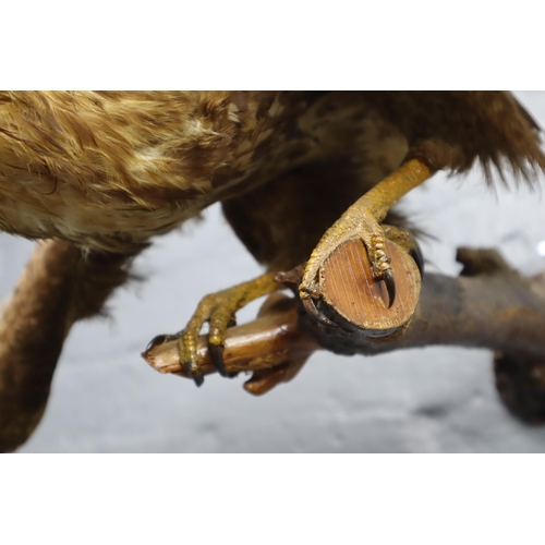 413 - Vintage Taxidermy Falcon Landing on Branch (Wing Span Approx. 44”)