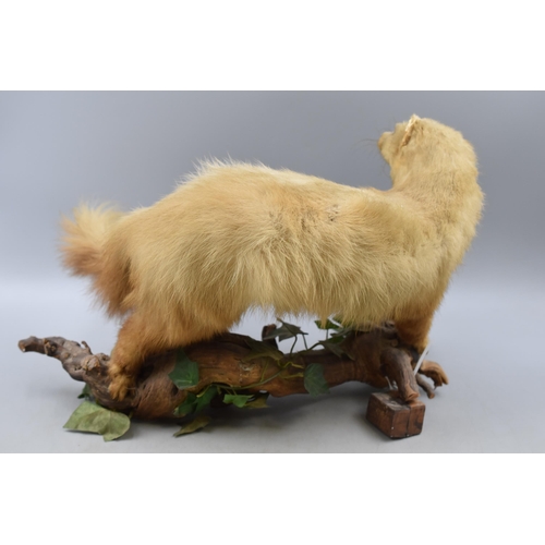 101 - Taxidermy Stoat Standing on Branch with Foliage