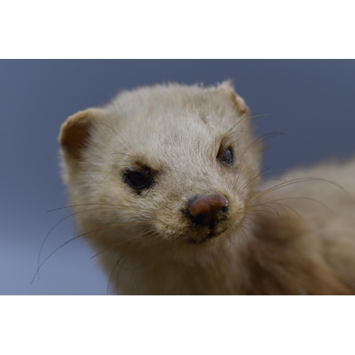 101 - Taxidermy Stoat Standing on Branch with Foliage