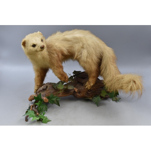 101 - Taxidermy Stoat Standing on Branch with Foliage