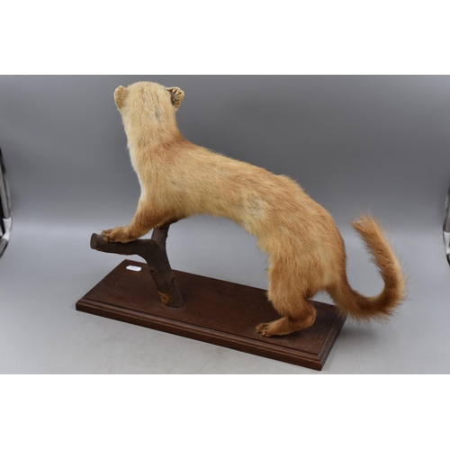 427 - Taxidermy Stoat Standing on Wooden Plinth