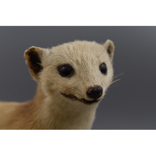 427 - Taxidermy Stoat Standing on Wooden Plinth