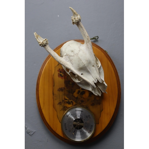 220 - A Wall Hanging Barometer, With Roe Deer Skull, Approx 10