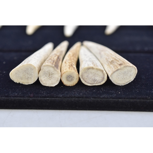 300 - Collection of Ten Antler Horn Ends largest approx 3