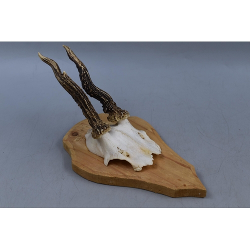 400 - Mounted Roe Deer Horns approx 5