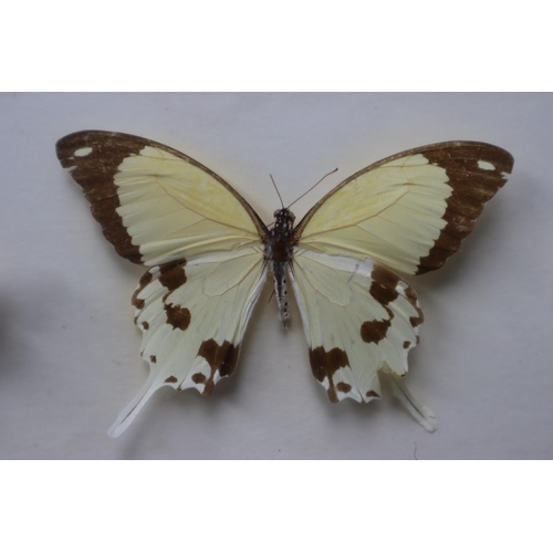 504 - A Framed and Glazed Taxidermy Butterfly Display, Approx 18