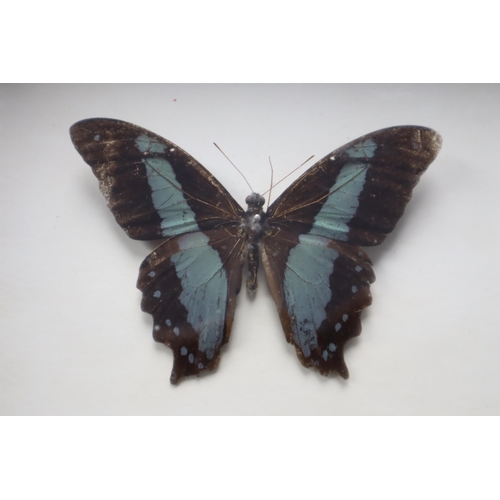 504 - A Framed and Glazed Taxidermy Butterfly Display, Approx 18