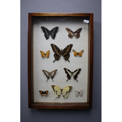 504 - A Framed and Glazed Taxidermy Butterfly Display, Approx 18