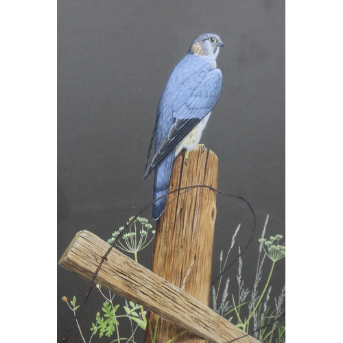 508 - Two Framed and Glazed A.K Linley Bird Pencil Sketches, Includes Merlin and Little Owl. Largest Appro... 