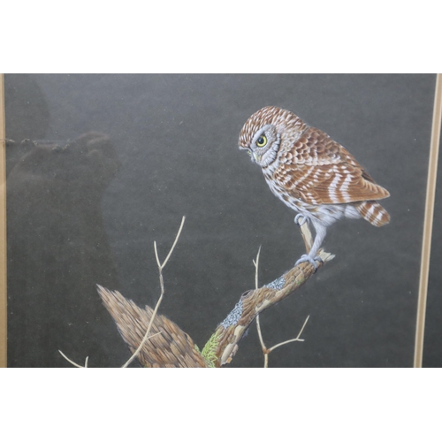 508 - Two Framed and Glazed A.K Linley Bird Pencil Sketches, Includes Merlin and Little Owl. Largest Appro... 