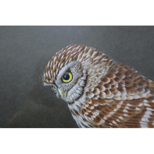 508 - Two Framed and Glazed A.K Linley Bird Pencil Sketches, Includes Merlin and Little Owl. Largest Appro... 