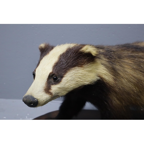 309 - J Crewdson of Darwen Taxidermy Badger on Wooden Plinth (Approx. 27” x 12” x 10”)