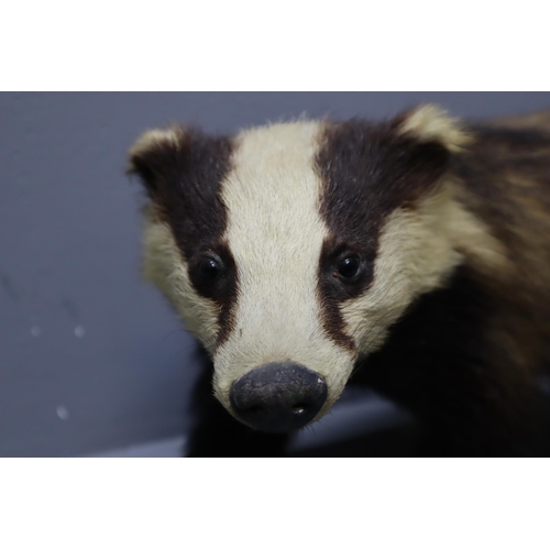 309 - J Crewdson of Darwen Taxidermy Badger on Wooden Plinth (Approx. 27” x 12” x 10”)