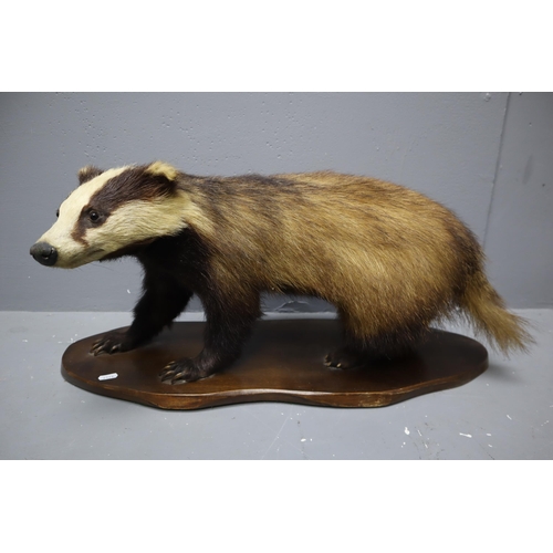 309 - J Crewdson of Darwen Taxidermy Badger on Wooden Plinth (Approx. 27” x 12” x 10”)