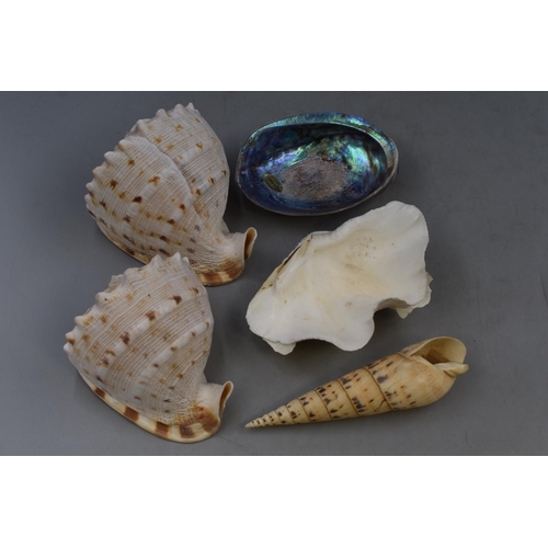 385 - Mixed Selection of Large Sea Shells to include Two Conch Shells, Paula Shell and more