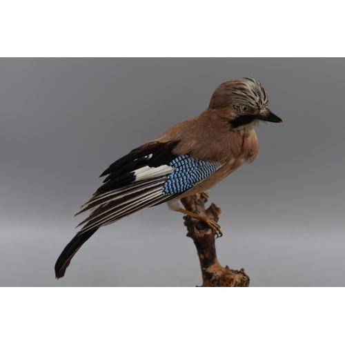 389 - Phil Leggett Taxidermy Jay on Wooden Plinth (Height 13”)