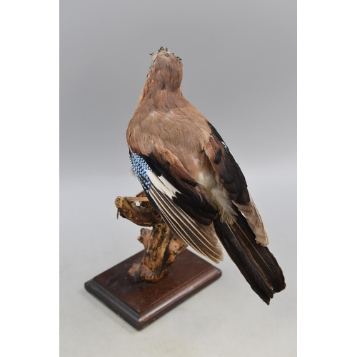 389 - Phil Leggett Taxidermy Jay on Wooden Plinth (Height 13”)