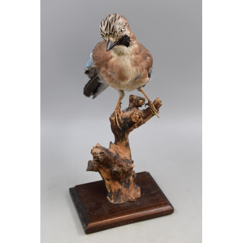 389 - Phil Leggett Taxidermy Jay on Wooden Plinth (Height 13”)