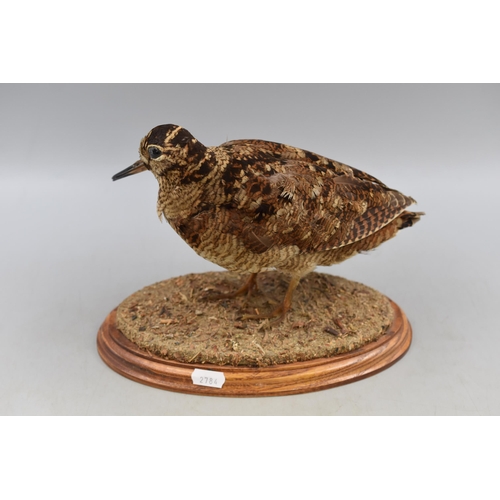 390 - Vintage Taxidermy Woodcock Standing on Wooden Plinth (Height 8”)