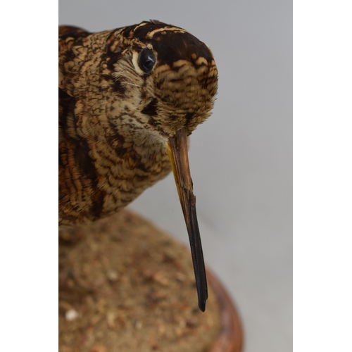 390 - Vintage Taxidermy Woodcock Standing on Wooden Plinth (Height 8”)