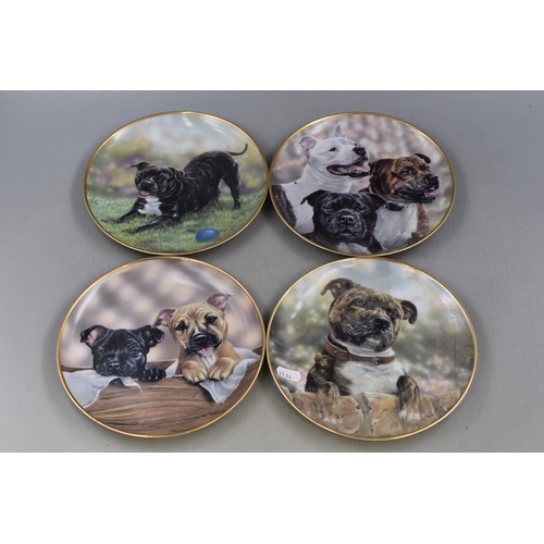 339 - Selection of Twelve Staffordshire Bull Terrier Collectors Plates By Paul Doyle