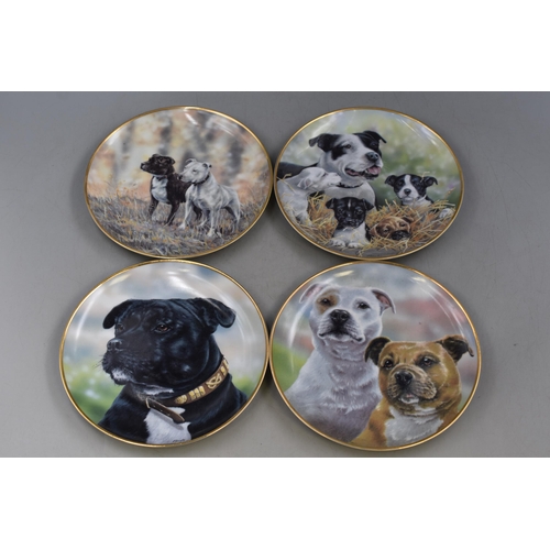 339 - Selection of Twelve Staffordshire Bull Terrier Collectors Plates By Paul Doyle