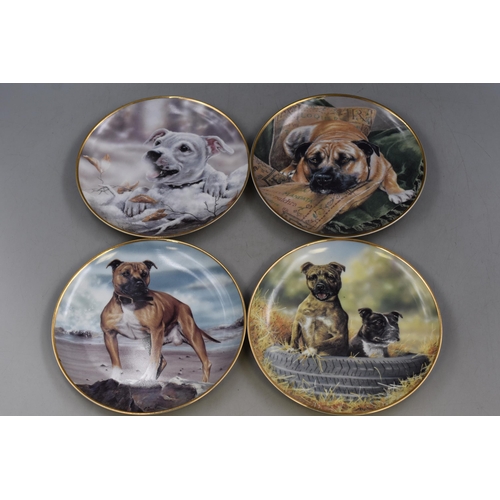 339 - Selection of Twelve Staffordshire Bull Terrier Collectors Plates By Paul Doyle