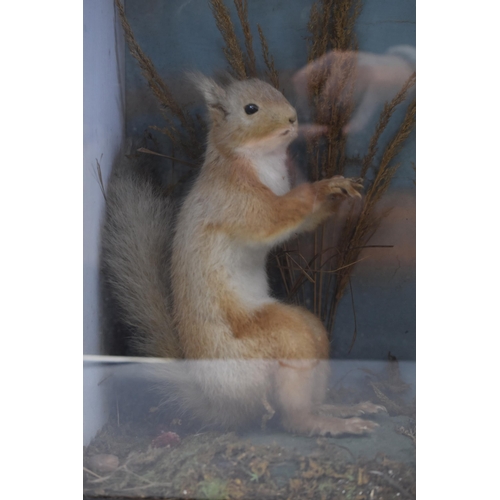 400 - Taxidermy Display of a Owl, Squirrel and a Chaffinch approx 19