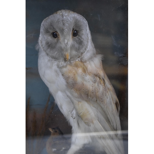 400 - Taxidermy Display of a Owl, Squirrel and a Chaffinch approx 19