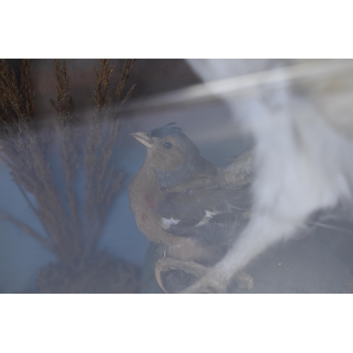 400 - Taxidermy Display of a Owl, Squirrel and a Chaffinch approx 19