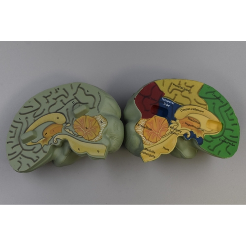 366 - Two items to include Phrenology Head by L.N. Fowler and a Model Brain Teaching Aid (Head 12