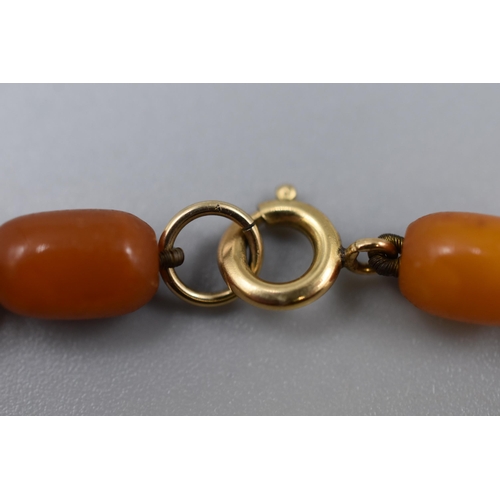 28 - Antique Butterscotch Amber Necklace with Graduated Beads and Possibly Gold Clasp (Length 28