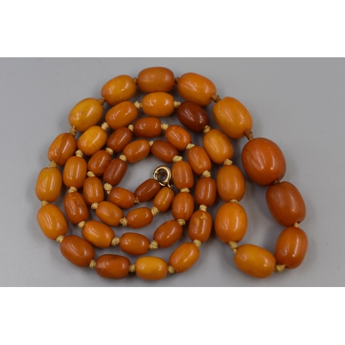 28 - Antique Butterscotch Amber Necklace with Graduated Beads and Possibly Gold Clasp (Length 28") 40gram...