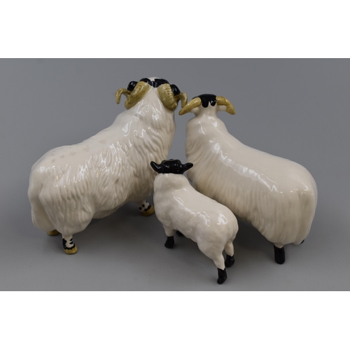 258 - A Family of Three Beswick Black Faced Sheep. Largest Approx 4.5