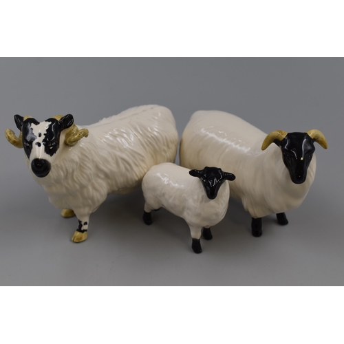 258 - A Family of Three Beswick Black Faced Sheep. Largest Approx 4.5