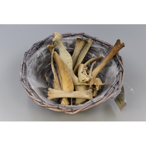 287 - Mixed lot of Pagan/ Witchcraft Bones in a Wicker Basket