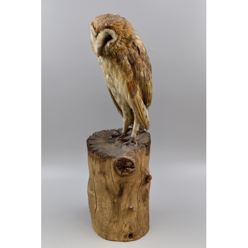 290 - Taxidermy Barn owl Standing on Wooden Plinth (21