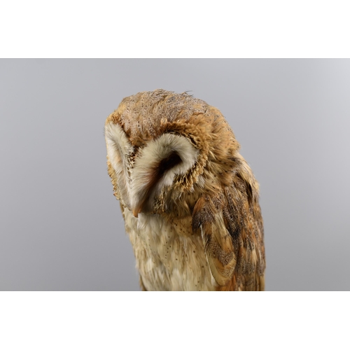 290 - Taxidermy Barn owl Standing on Wooden Plinth (21