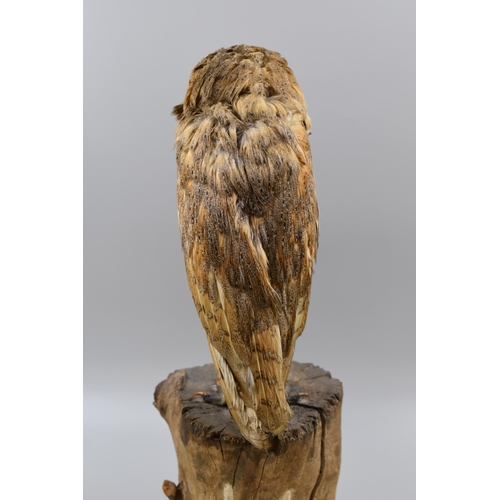 290 - Taxidermy Barn owl Standing on Wooden Plinth (21