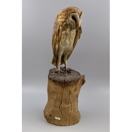 290 - Taxidermy Barn owl Standing on Wooden Plinth (21