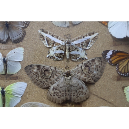 343 - Cased Selection of Butterfly and Moth Specimens (Approx 36) 19